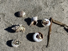 Isocheles wurdemanni