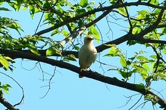 Acridotheres melanopterus