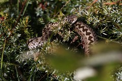 Vipera ursinii