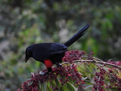 Hypopyrrhus pyrohypogaster