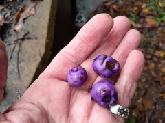 Gmelina fasciculiflora