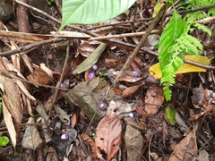 Gmelina fasciculiflora