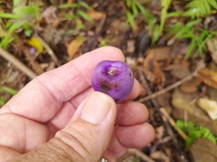 Gmelina fasciculiflora