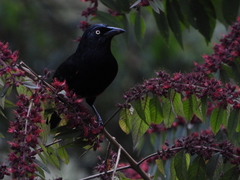 Hypopyrrhus pyrohypogaster