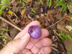 Gmelina fasciculiflora