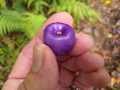 Gmelina fasciculiflora