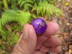 Gmelina fasciculiflora