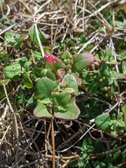 Chenopodium robertianum