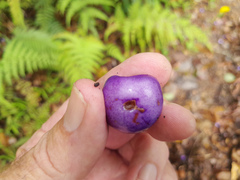 Gmelina fasciculiflora