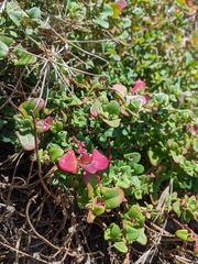 Chenopodium robertianum