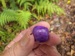 Gmelina fasciculiflora