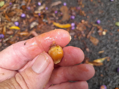 Gmelina fasciculiflora