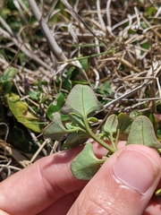 Chenopodium robertianum