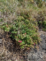 Chenopodium robertianum