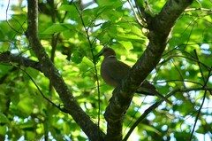 Streptopelia bitorquata