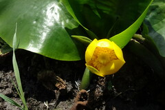 Nuphar pumila