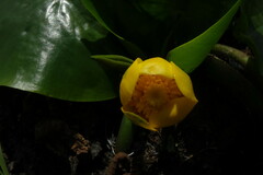 Nuphar pumila