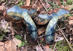 Suillellus amygdalinus