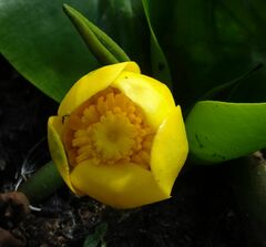 Nuphar pumila