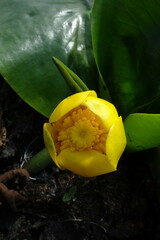 Nuphar pumila