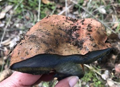 Suillellus amygdalinus