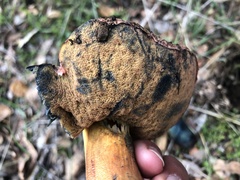 Suillellus amygdalinus