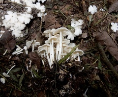 Termitomyces microcarpus