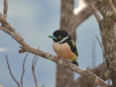 Eurylaimus ochromalus