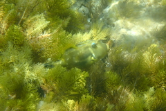 Meuschenia freycineti