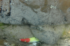Lepidoblennius marmoratus