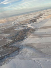 Populus deltoides monilifera