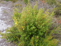 Hibbertia furfuracea