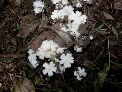Termitomyces microcarpus