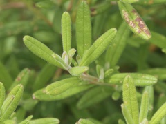 Hibbertia furfuracea