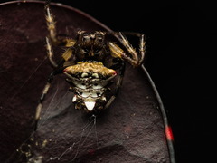 Verrucosa