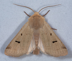 Dichagyris variabilis