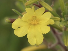 Hibbertia furfuracea