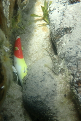 Lepidoblennius marmoratus