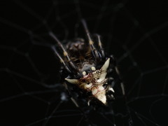 Verrucosa