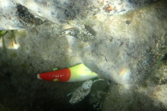Lepidoblennius marmoratus