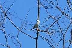 Leucopsar rothschildi