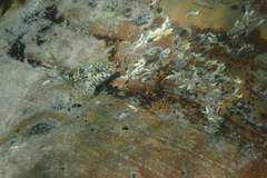 Lepidoblennius marmoratus