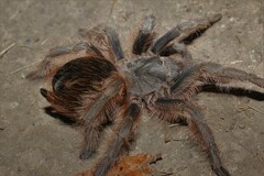 Dugesiella anitahoffmannae