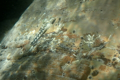 Lepidoblennius marmoratus