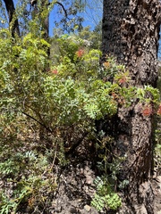 Grevillea bipinnatifida
