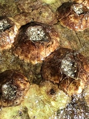 Hexanauplia