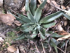 Dudleya abramsii setchellii
