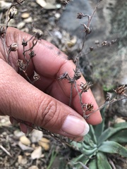 Dudleya abramsii setchellii
