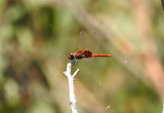 Aethriamanta circumsignata