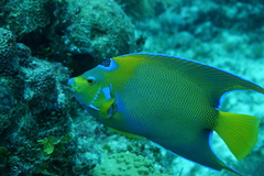 Holacanthus ciliaris